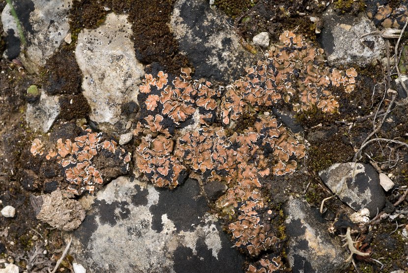 Psora decipiens-10